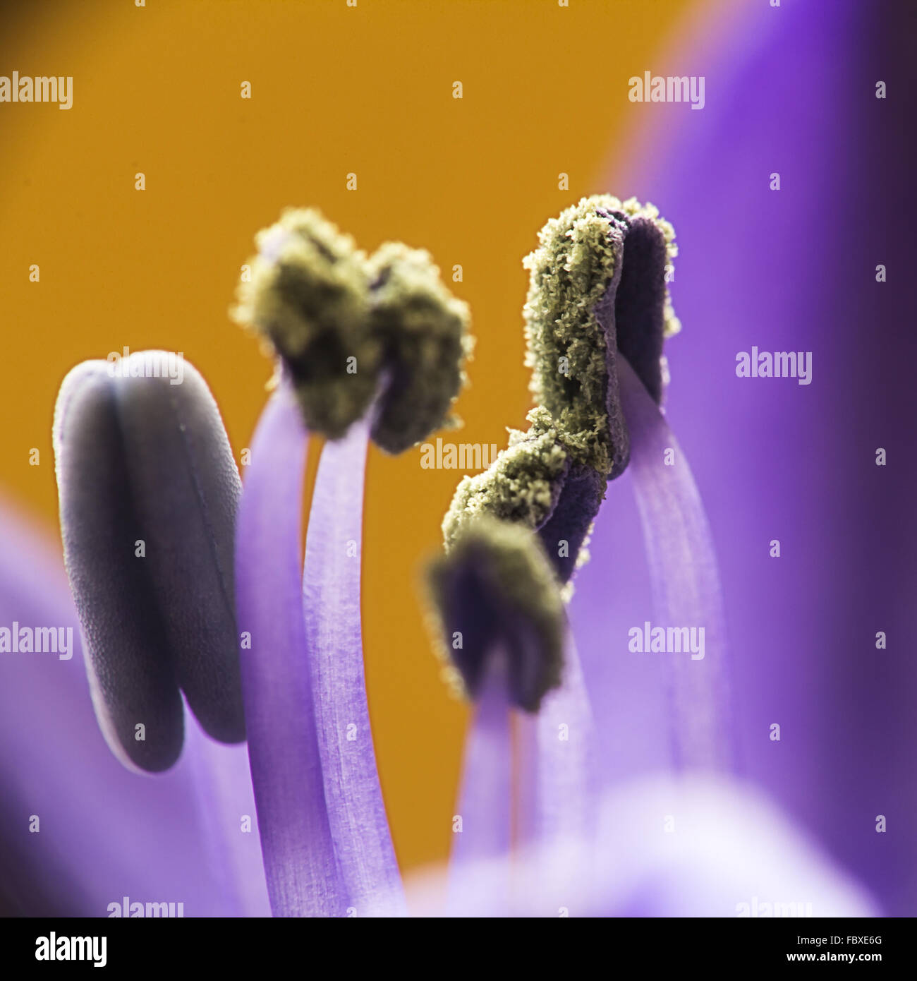 Stamens and pistils of a flower Stock Photo