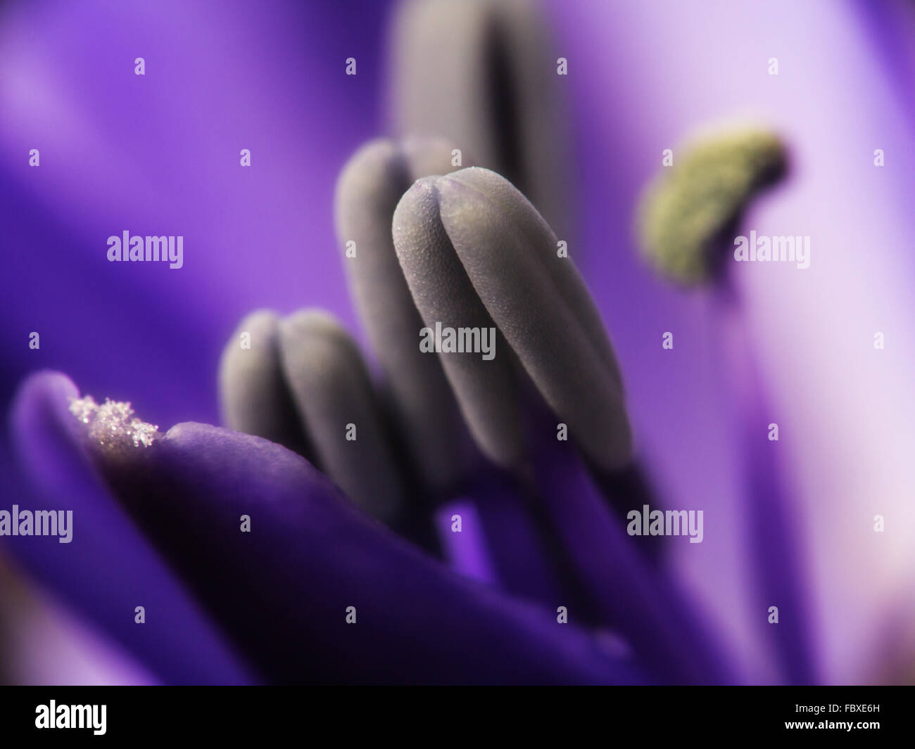 stamens and pistils of a flower Stock Photo Alamy