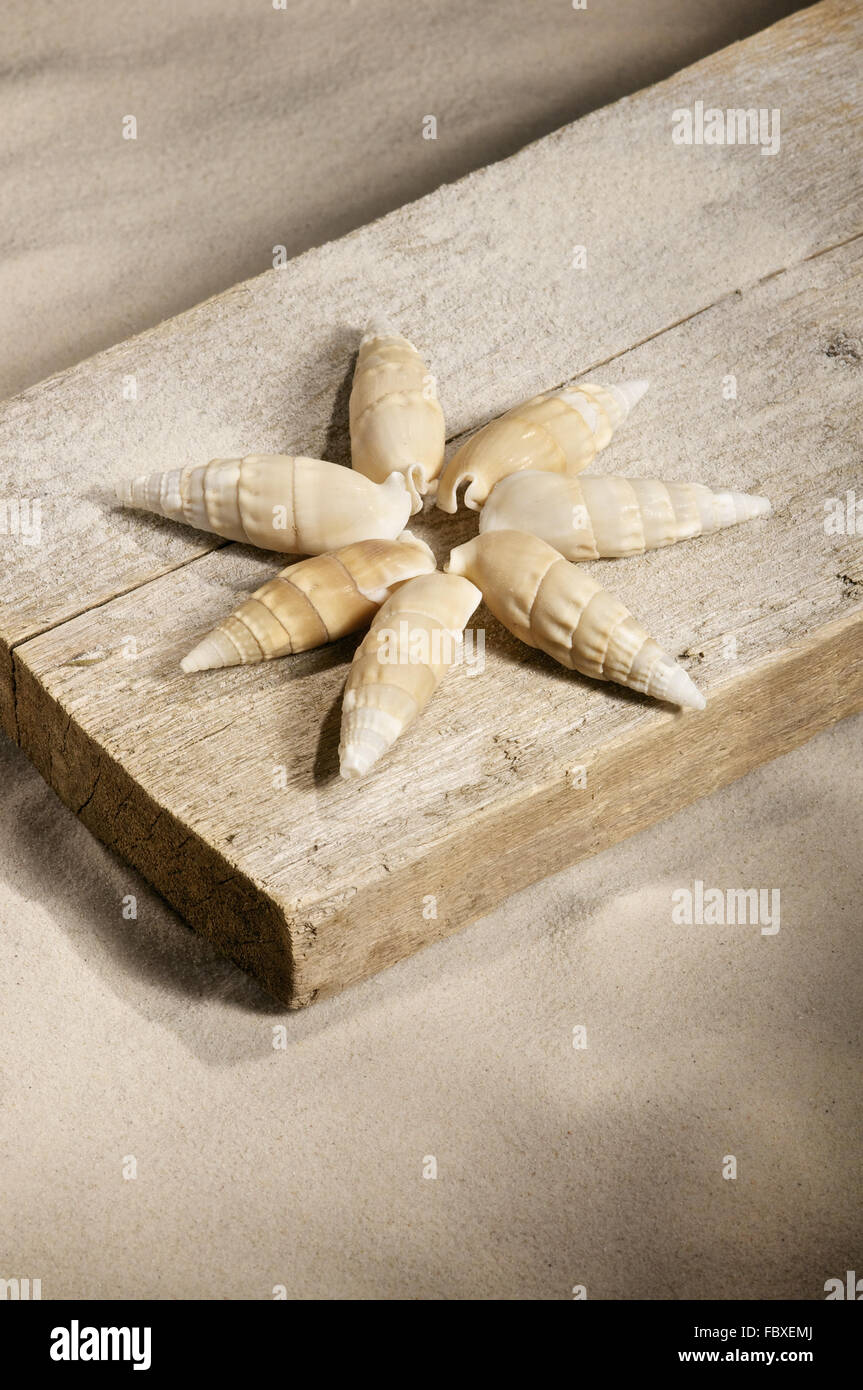 Conch shells hires stock photography and images Alamy
