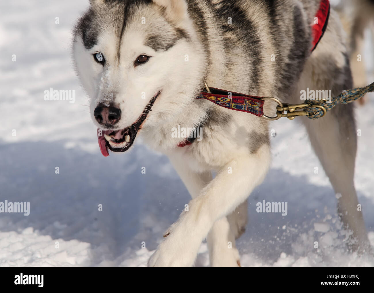 Husky animal Portraits Stock Photo