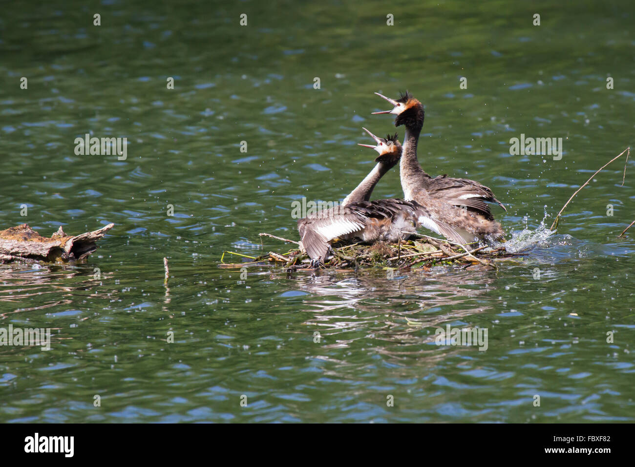 crested grebes couple 4 Stock Photo