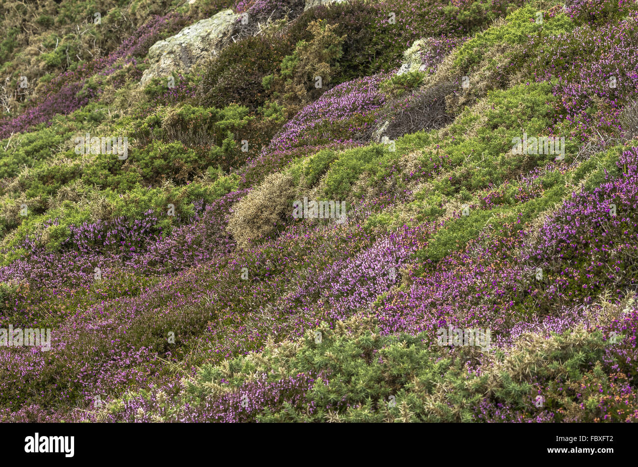 Play of colours at Strumble Head Stock Photo