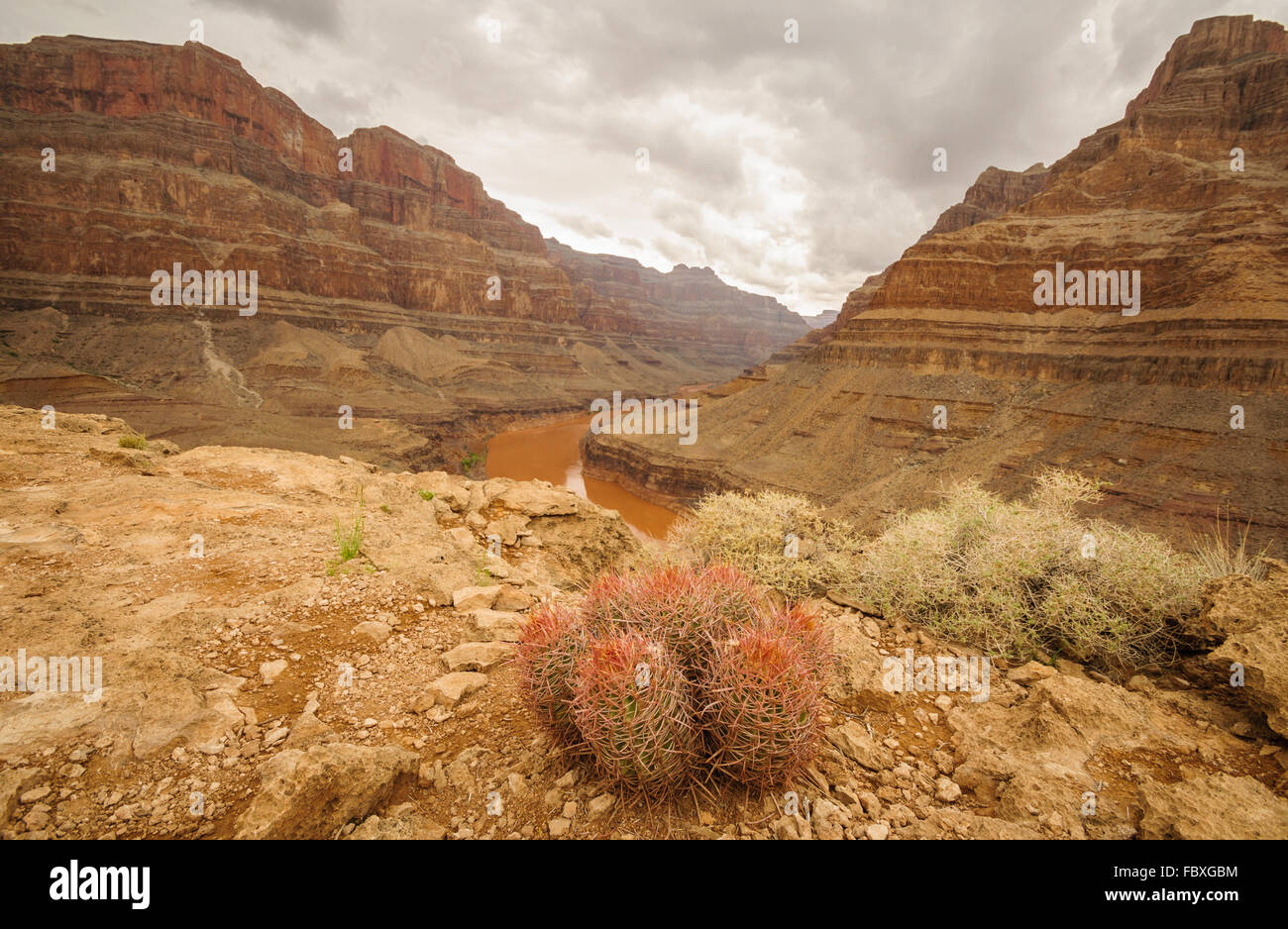 Grand Canyon kaktus Stock Photo