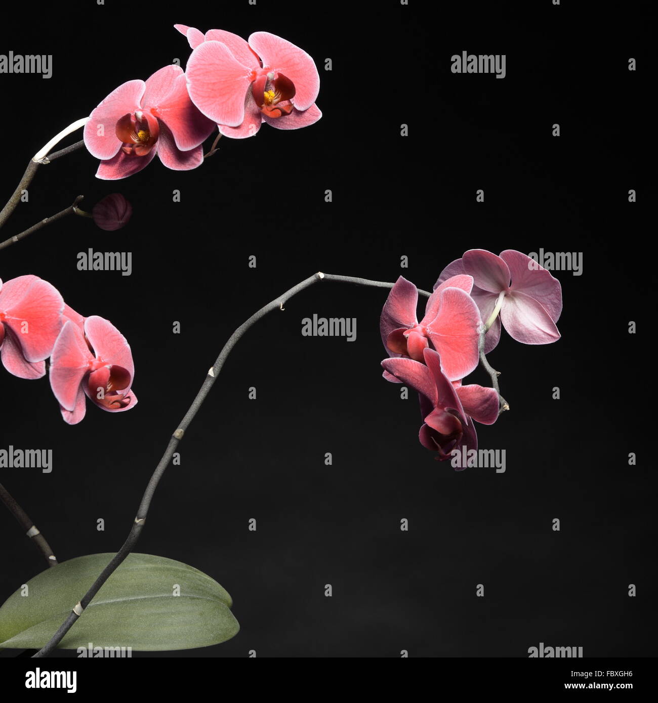 Phalaenopsis. Purple orchid on black background Stock Photo - Alamy