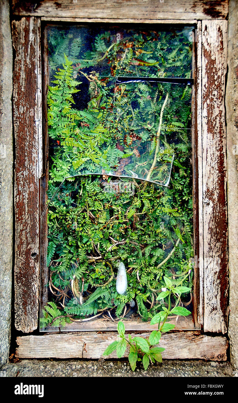 green plants growing through a broken window Stock Photo