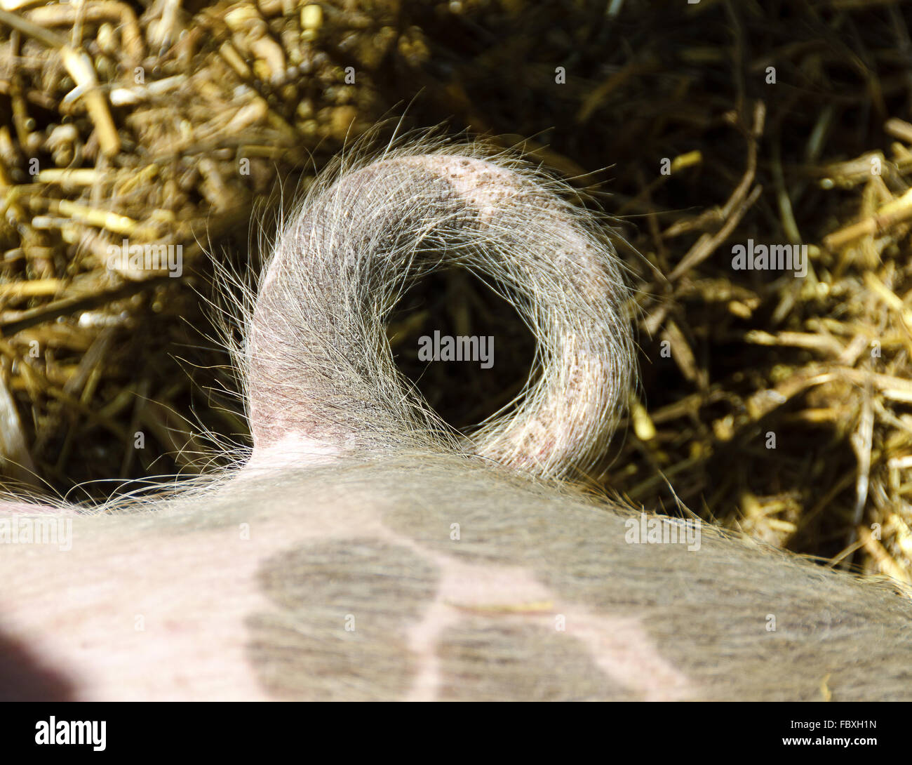 curled tail of a domestic pig Stock Photo