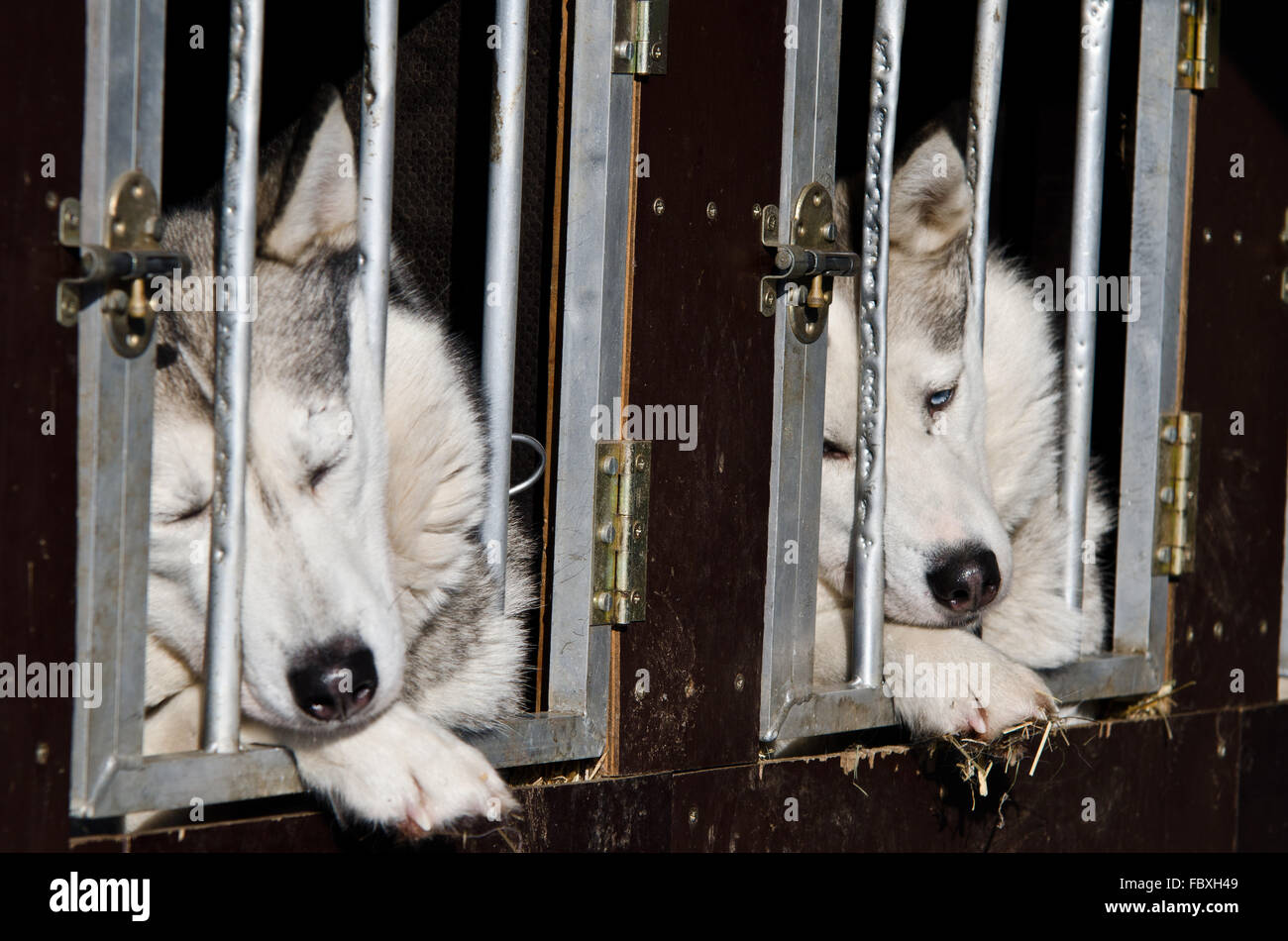 Husky animal Portraits Stock Photo