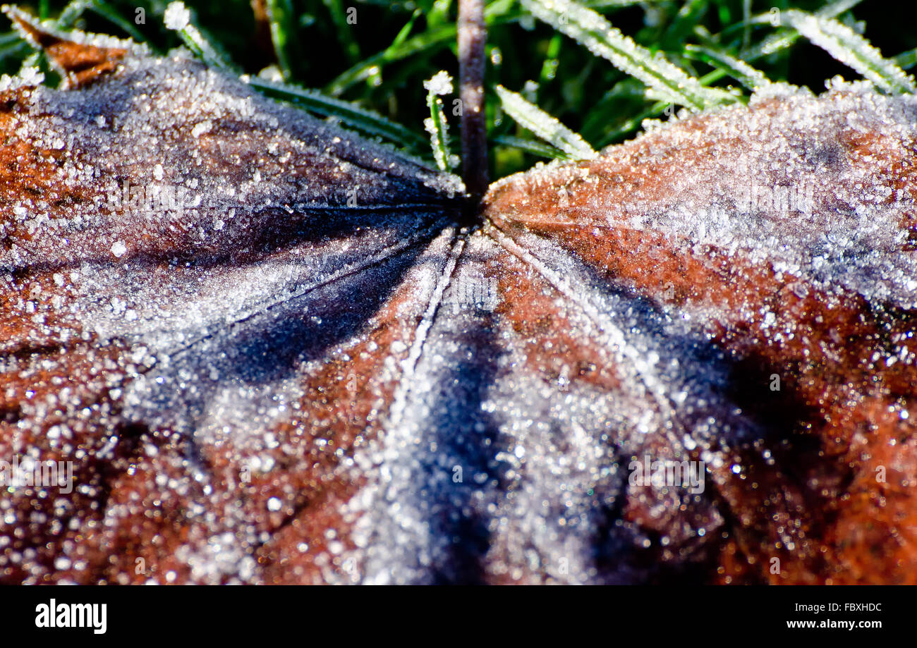 frozen leaf Stock Photo