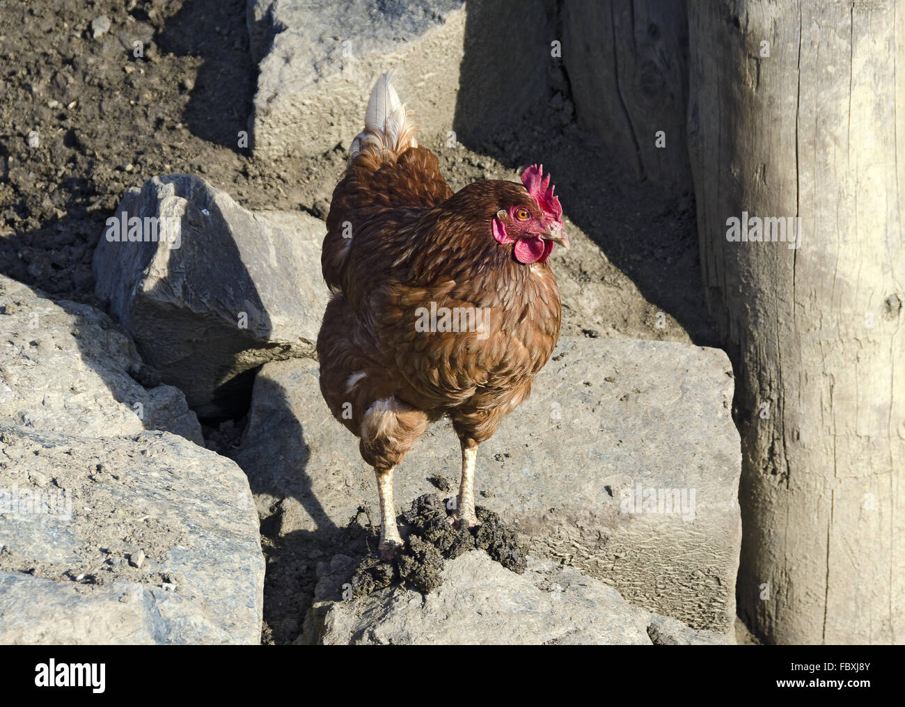 chicken with mud on the feet Stock Photo
