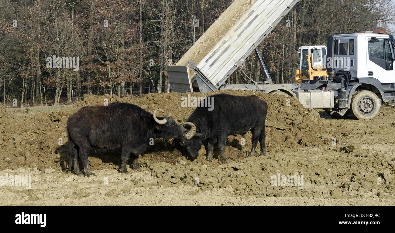 water buffalos at a construction site Stock Photo