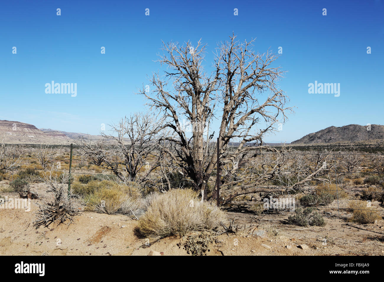 desert in california Stock Photo - Alamy