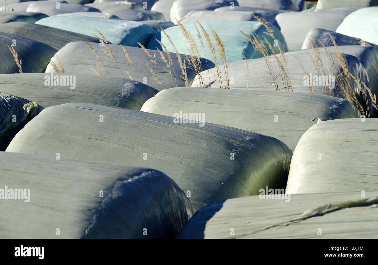 silage bales wrapped up in foil #2 Stock Photo