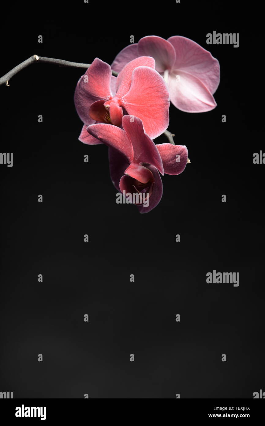 Phalaenopsis. Purple orchid on black background Stock Photo - Alamy