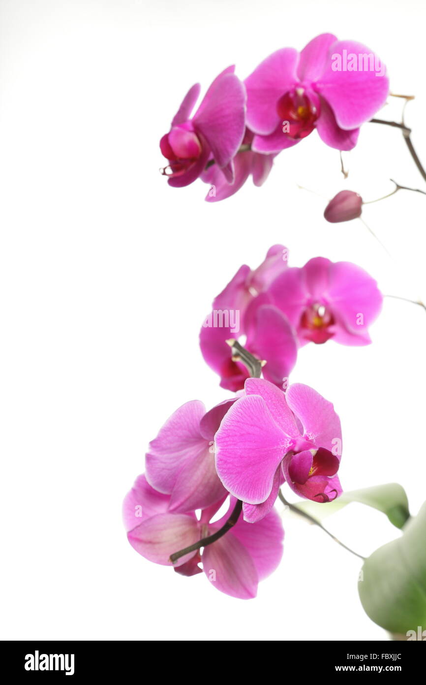 Phalaenopsis. Purple orchid on white background Stock Photo - Alamy
