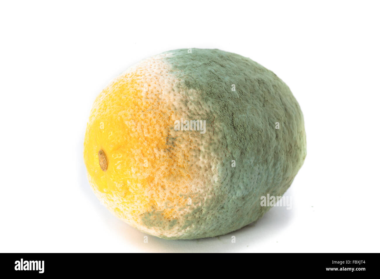 Green moldy lemon citrus fruit isolated. Damaged food. Stock Photo