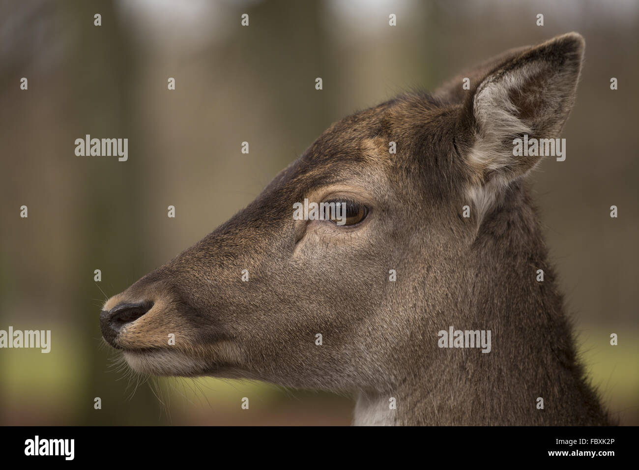 Dama dama, fallow deer Stock Photo