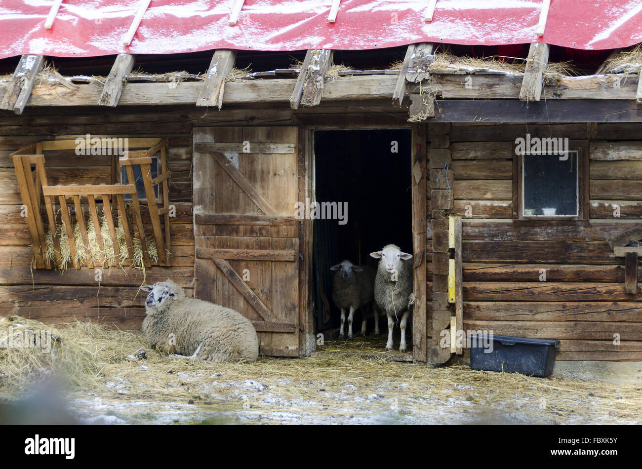 wooden stable with open door and sheeps Stock Photo