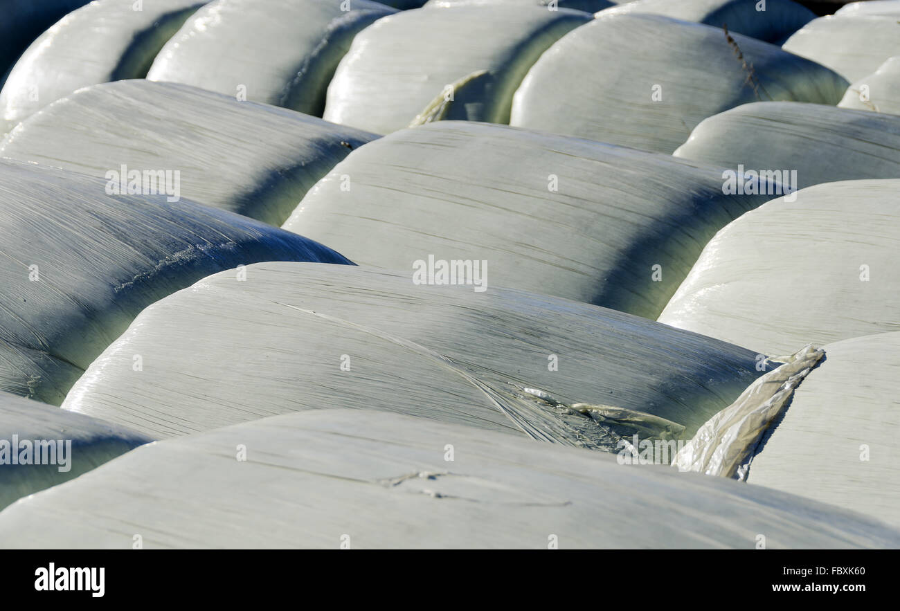 silage bales wrapped up in foil Stock Photo