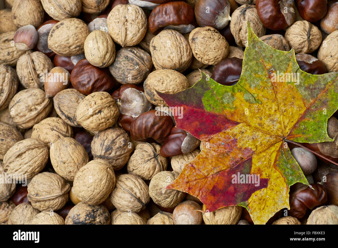 Maple Leaf on Nuts and Chestnuts Stock Photo - Alamy