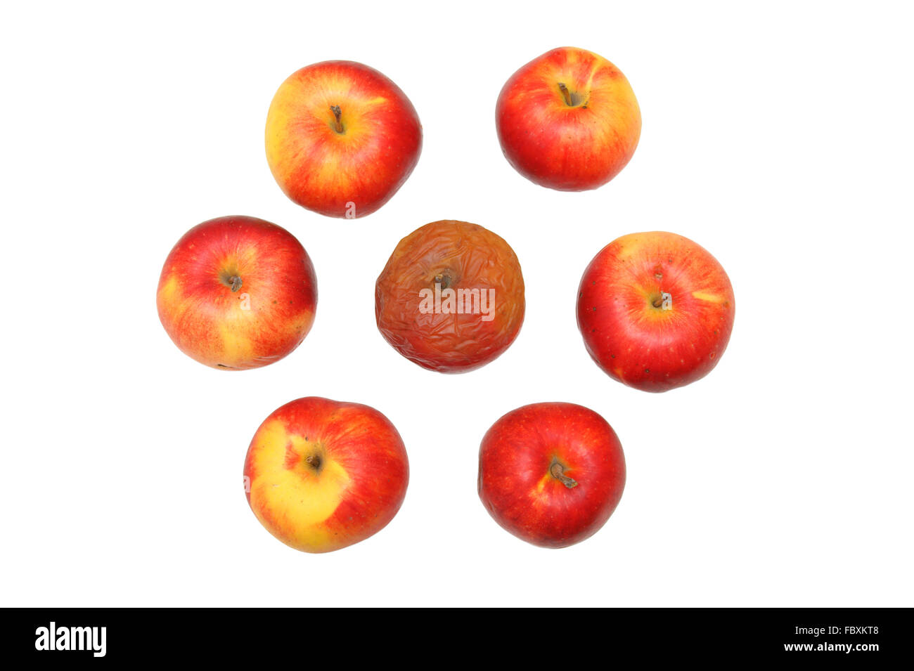 Fresh red apple and rotten apple, isolated on white background Stock Photo