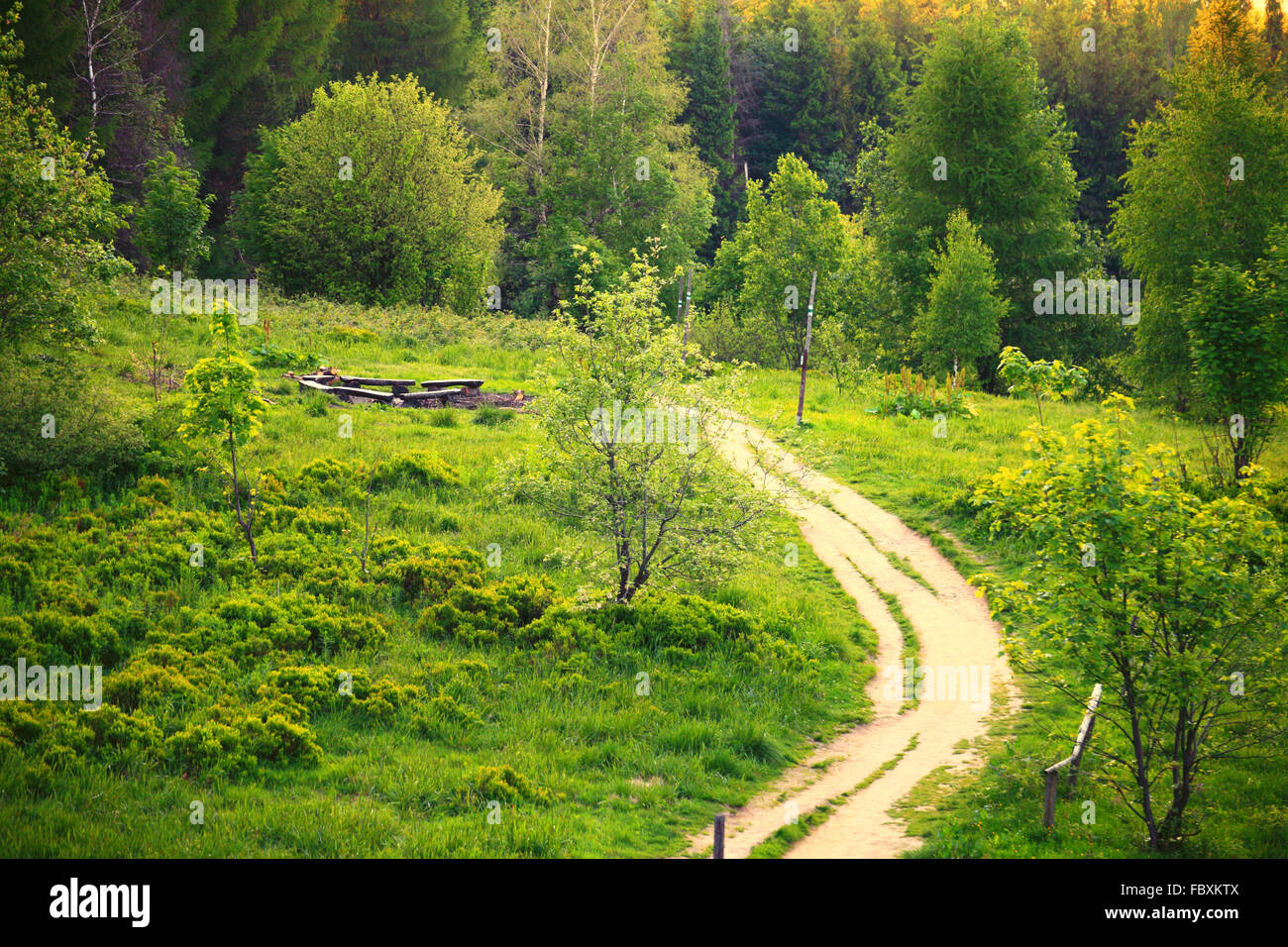 Pathway in green forest Poland Bieszczady Stock Photo - Alamy