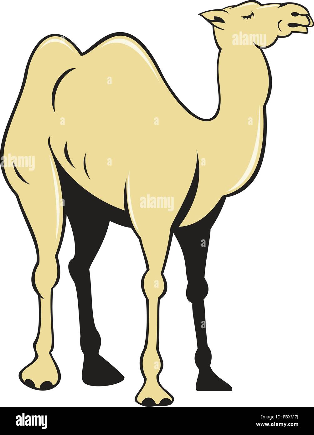 Illustration of a camel viewed from the side set on isolated white background done in cartoon style. Stock Vector