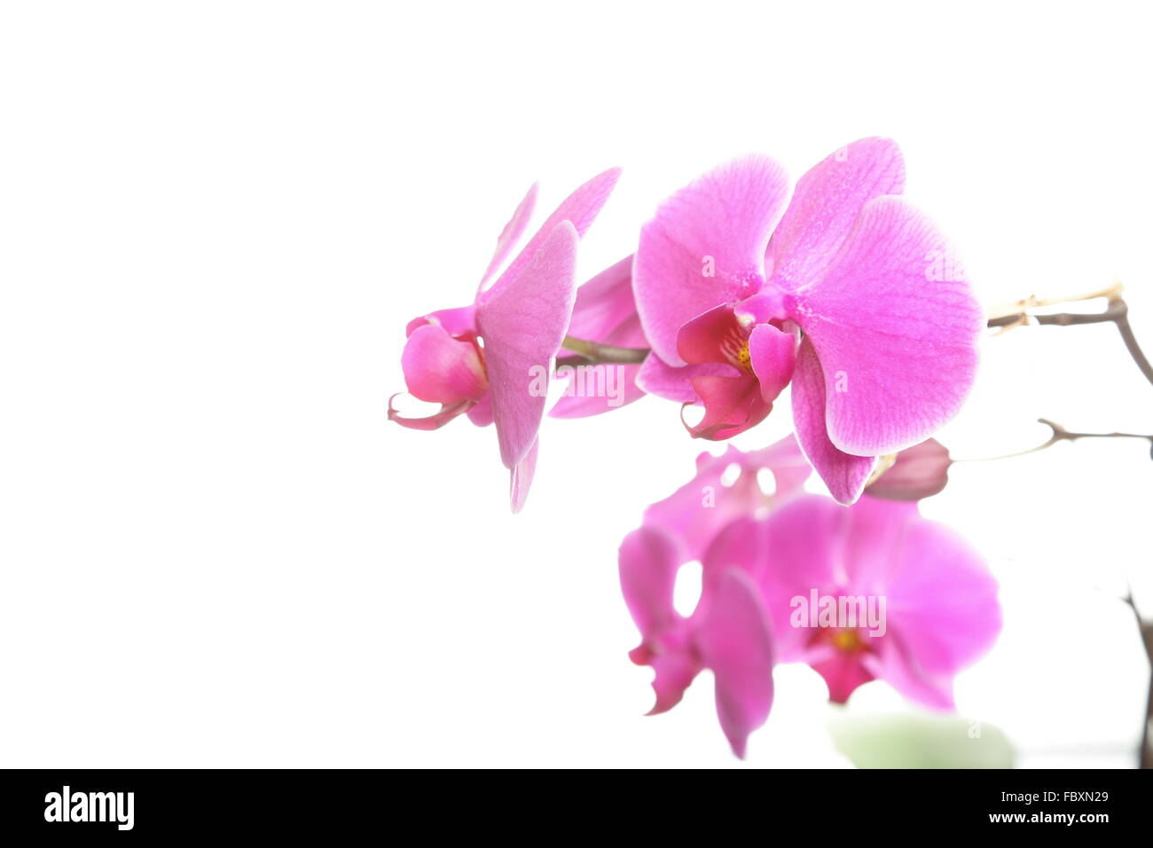 Phalaenopsis. Purple orchid on white background Stock Photo - Alamy