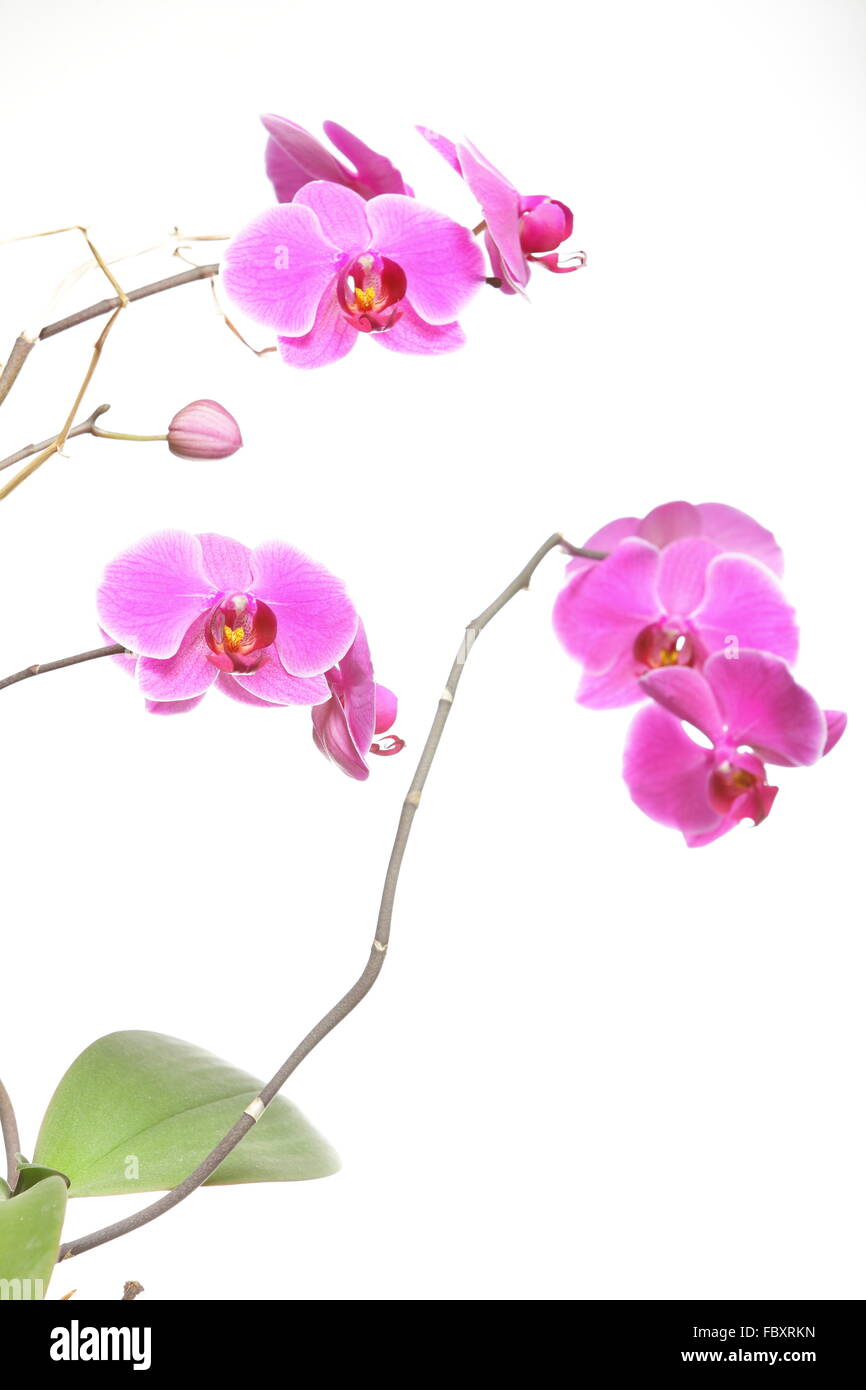 Phalaenopsis. Purple orchid on white background Stock Photo - Alamy