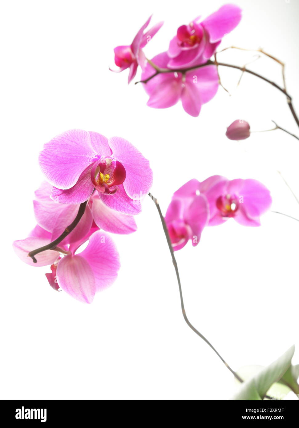 Phalaenopsis. Purple orchid on white background Stock Photo - Alamy