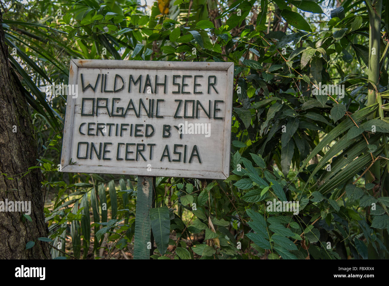 Certified organic.  A sign at the entrance of the Tea Estate verifying its Organic credentials.  Wild Mahseer,  Balipara Tea Estate, Assam. Stock Photo