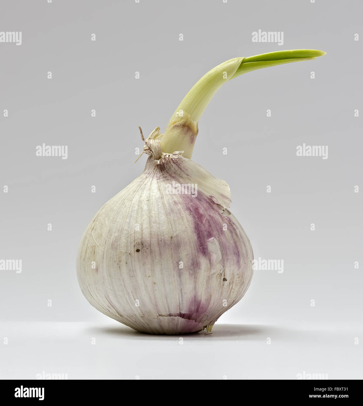 chinese garlic with green germinal sprout Stock Photo