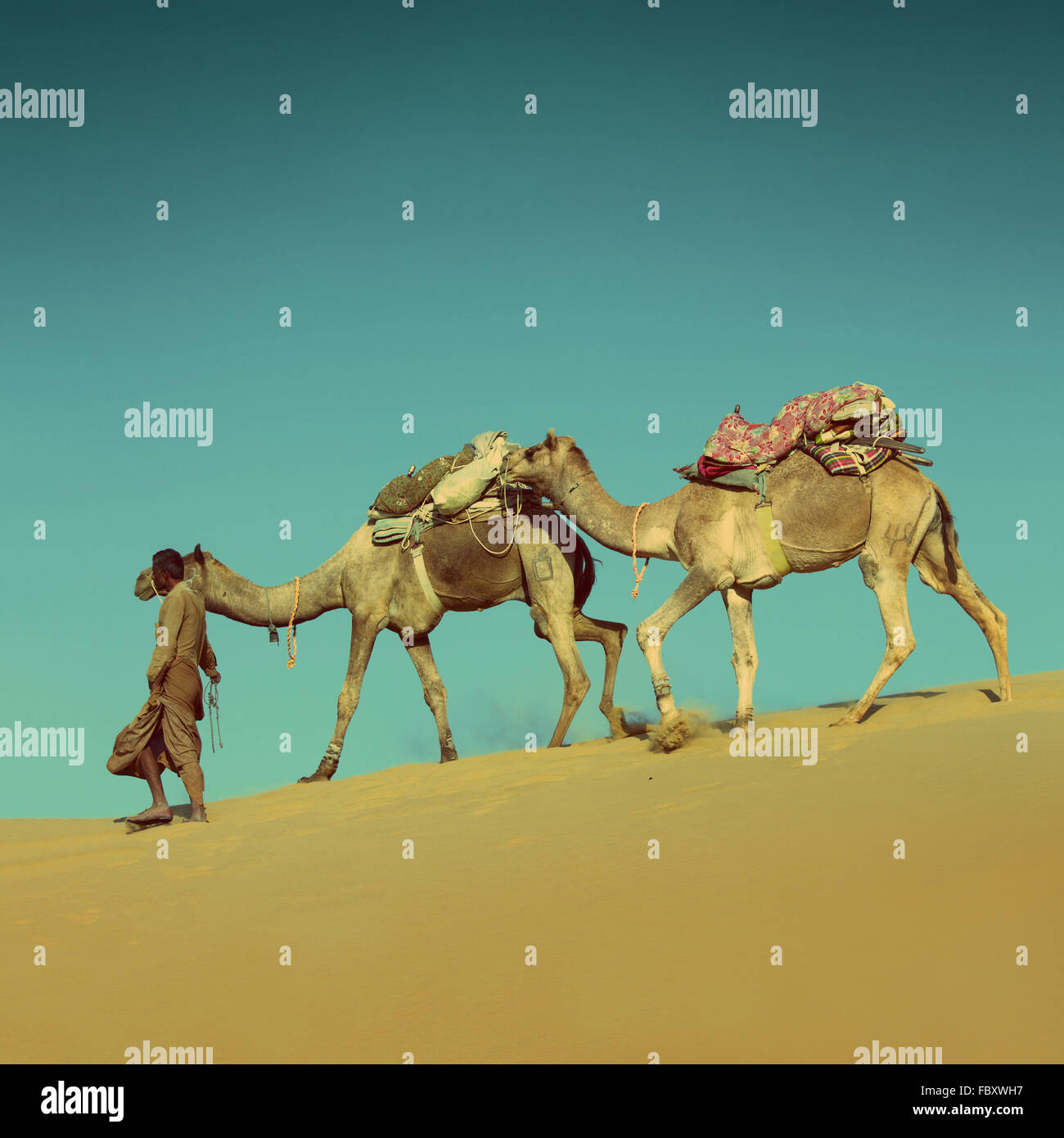 camels in desert - vintage retro style Stock Photo