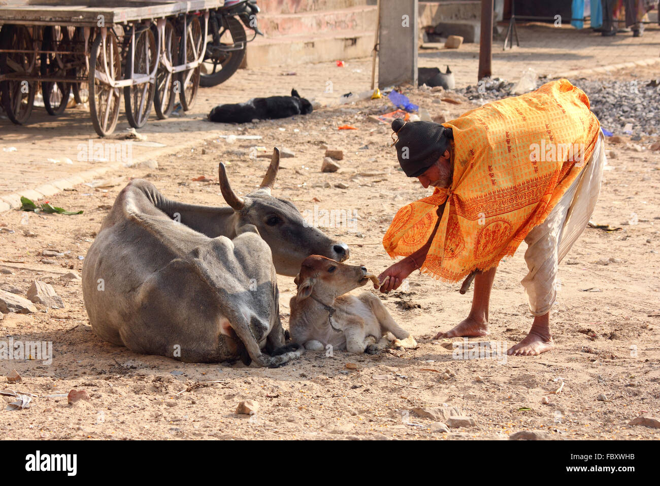old indian man feeding a calf with bread Stock Photo