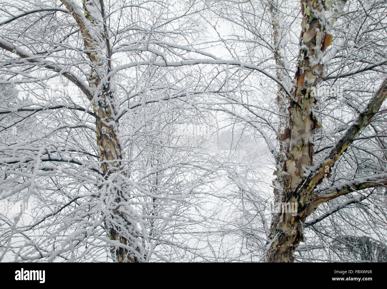 Winter snow on the branches of a river birch tree, 2105 Stock Photo - Alamy