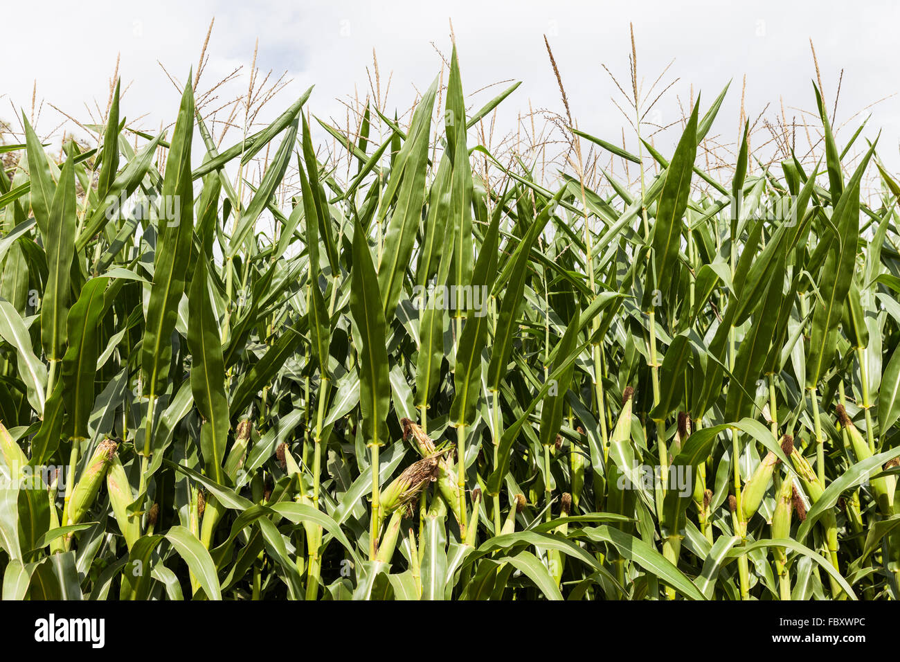 Green corn food plant farm field Stock Photo