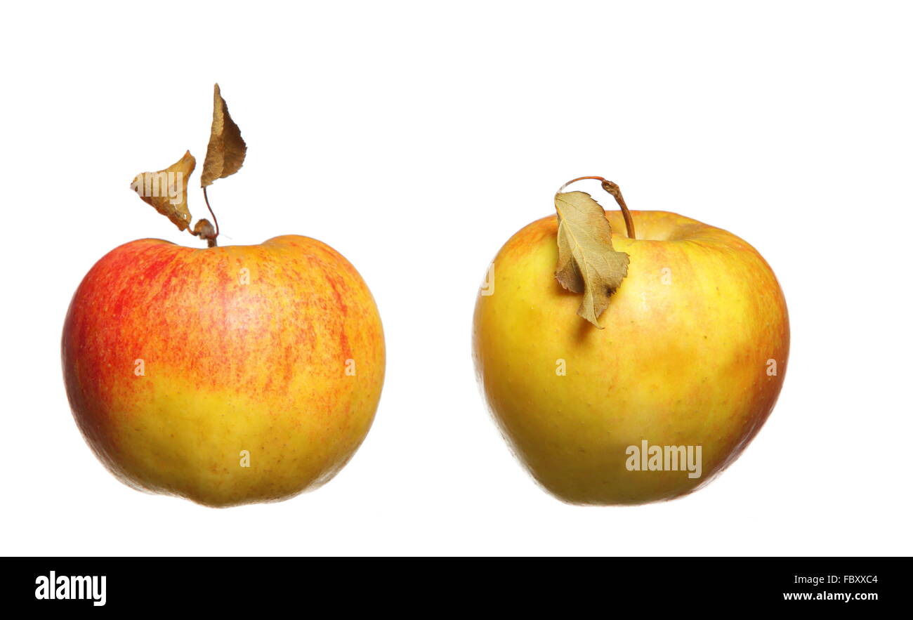 Two red yellow apples with dried leafes isolated Stock Photo Alamy