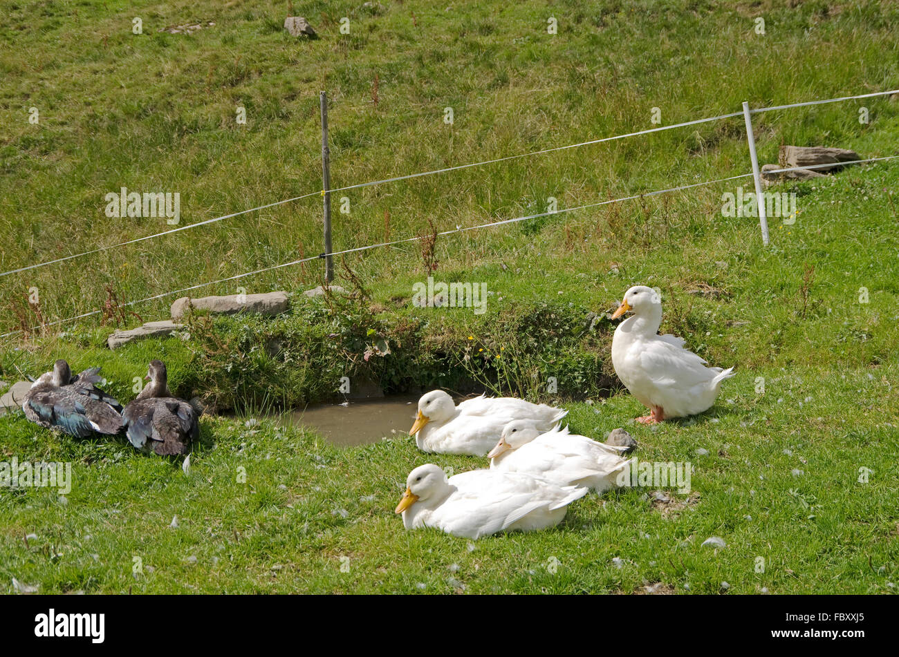 organic ducks on farm Stock Photo