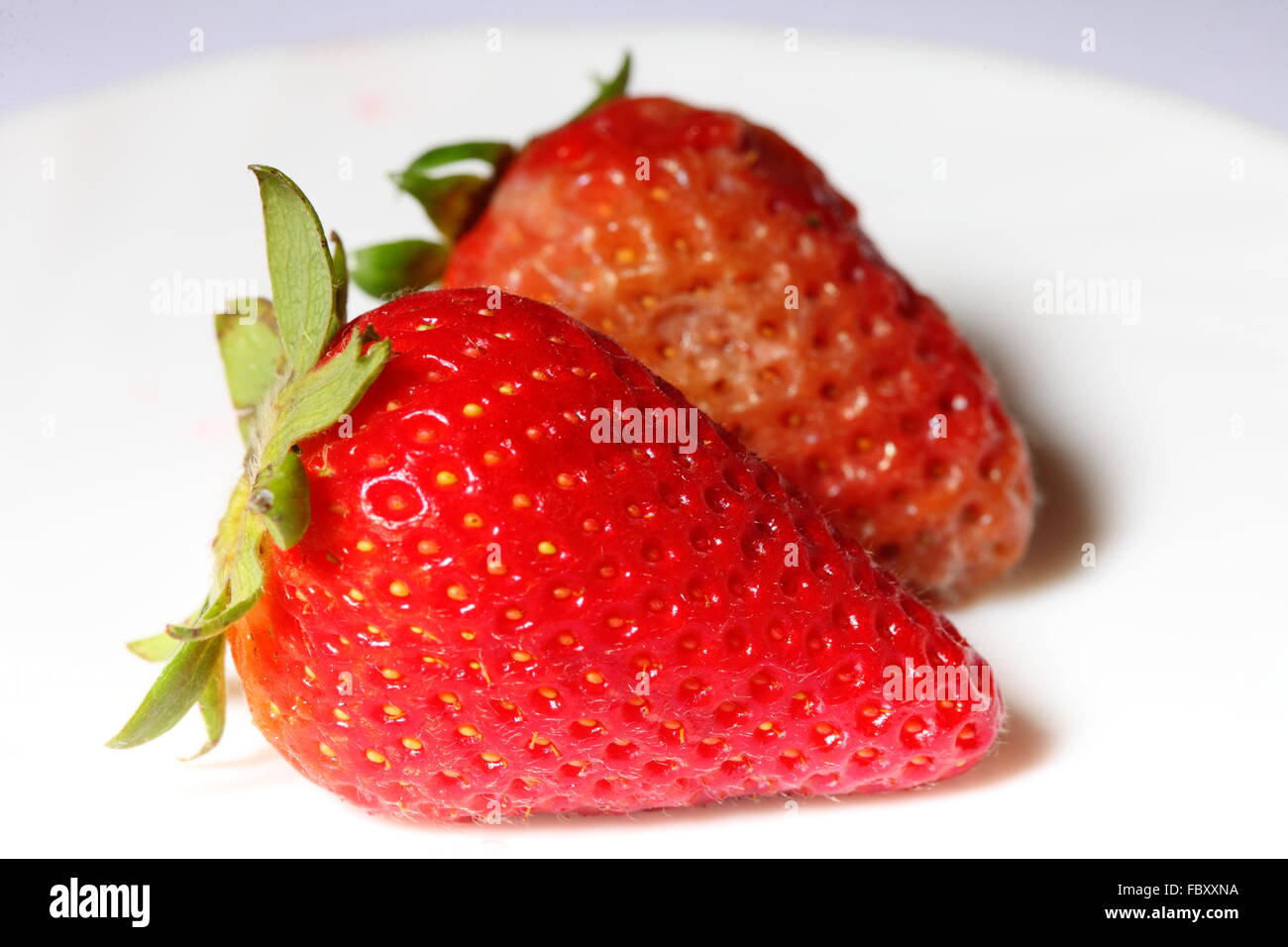 healthy and rotten spoiled bad red strawberries Stock Photo Alamy