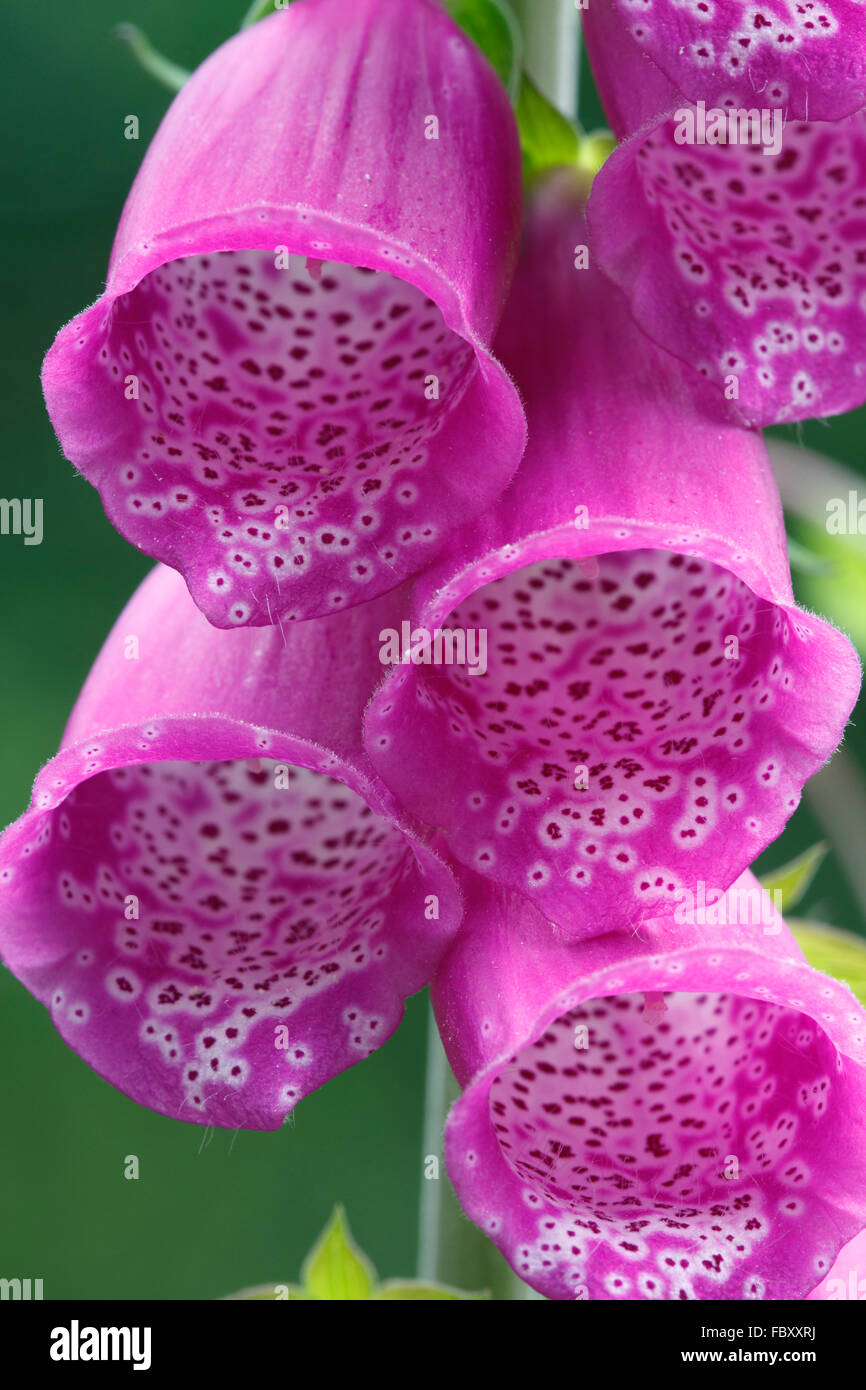 Foxgloves, Latin: Digitalis purpurea Stock Photo