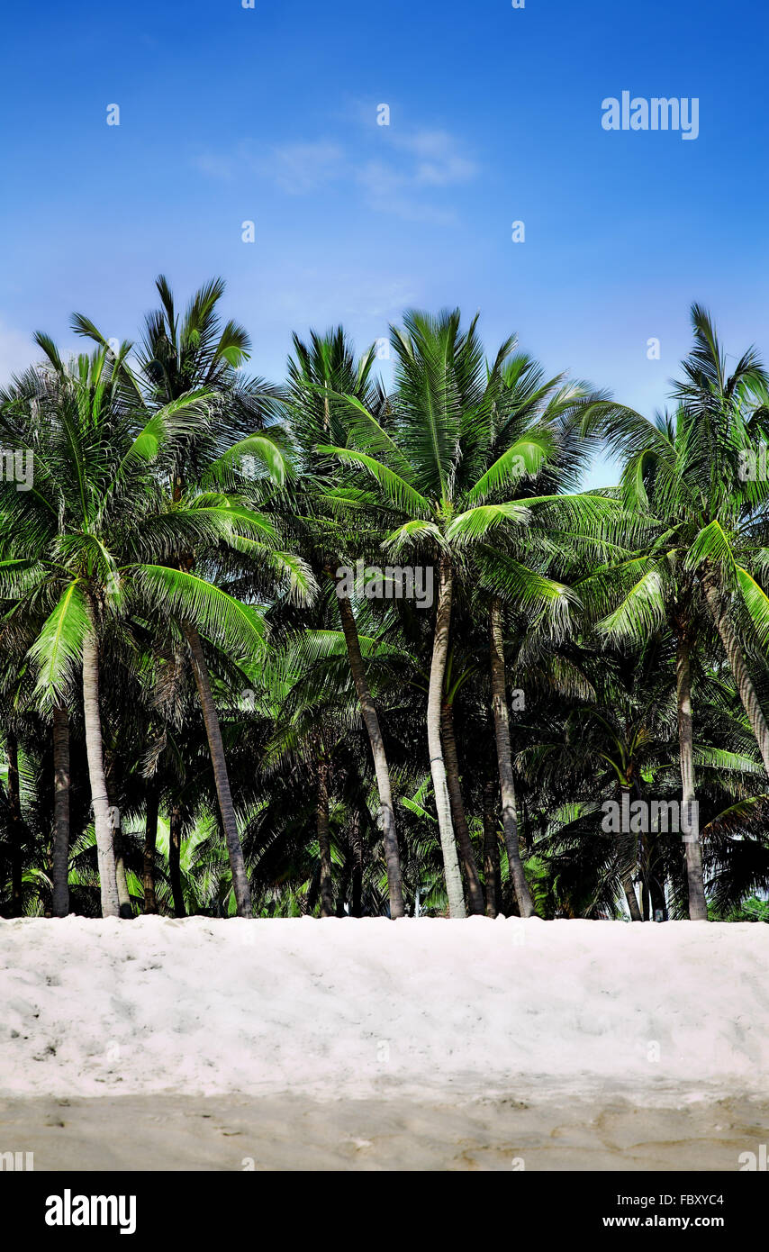 palm trees Stock Photo - Alamy