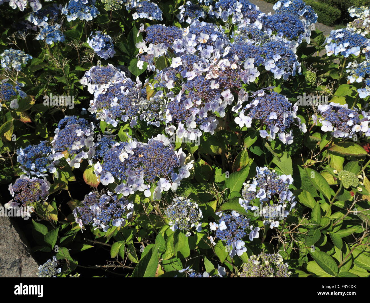 Hydrangea Aspera Macrophylla High Resolution Stock Photography and ...