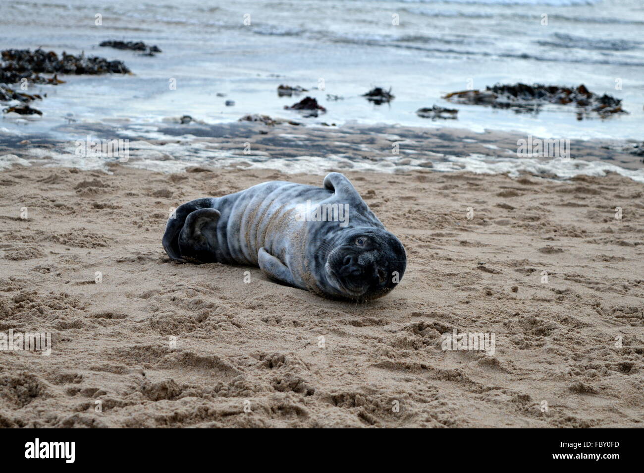baby seal pup on the beach Stock Photo Alamy