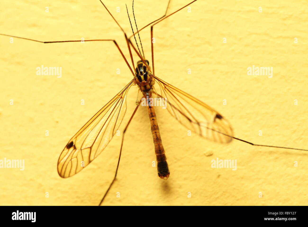 mosquito sitting on wall indoor Stock Photo
