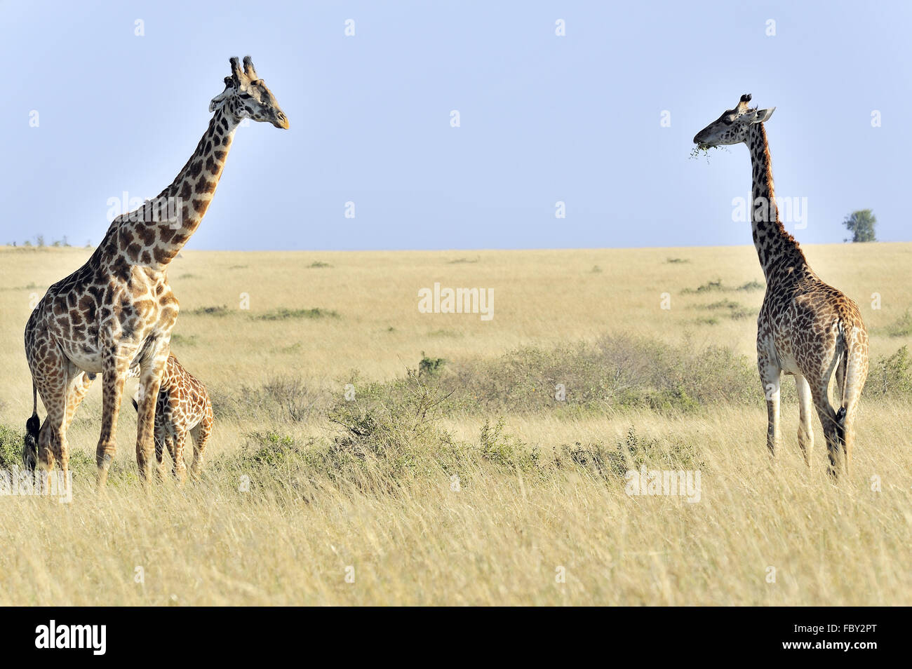 Giraffes in Masai Mara Stock Photo - Alamy