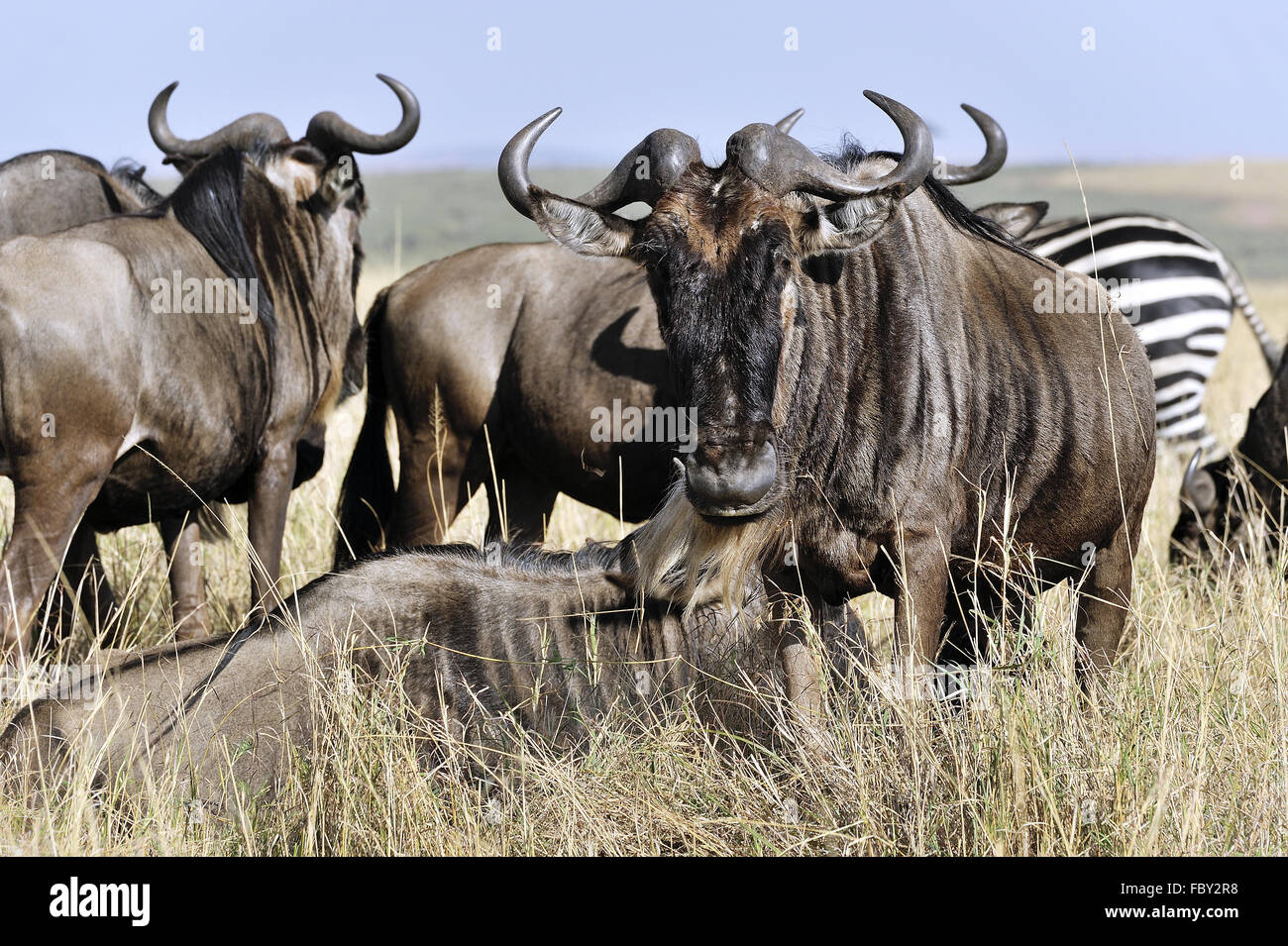 Safari massai mara nationalpark hi-res stock photography and images - Alamy