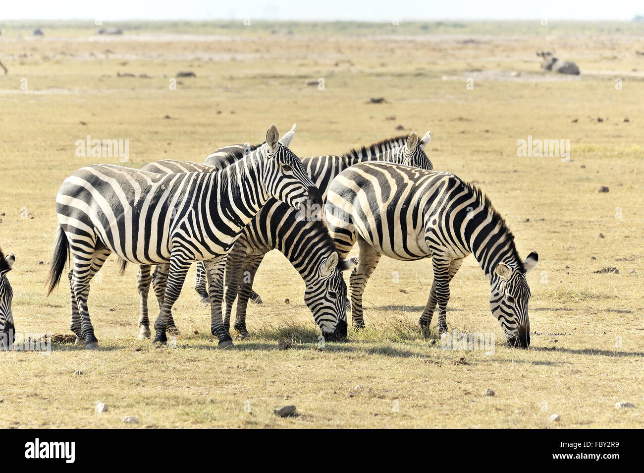Safari massai mara nationalpark hi-res stock photography and images - Alamy