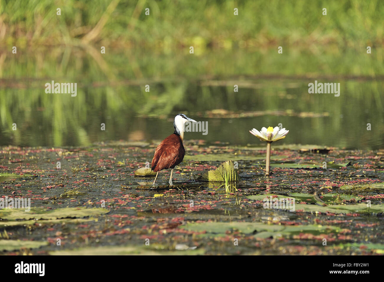 Jacana with a water lilly Stock Photo