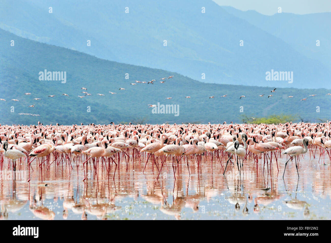Flamingos in Great Rift Valley Stock Photo