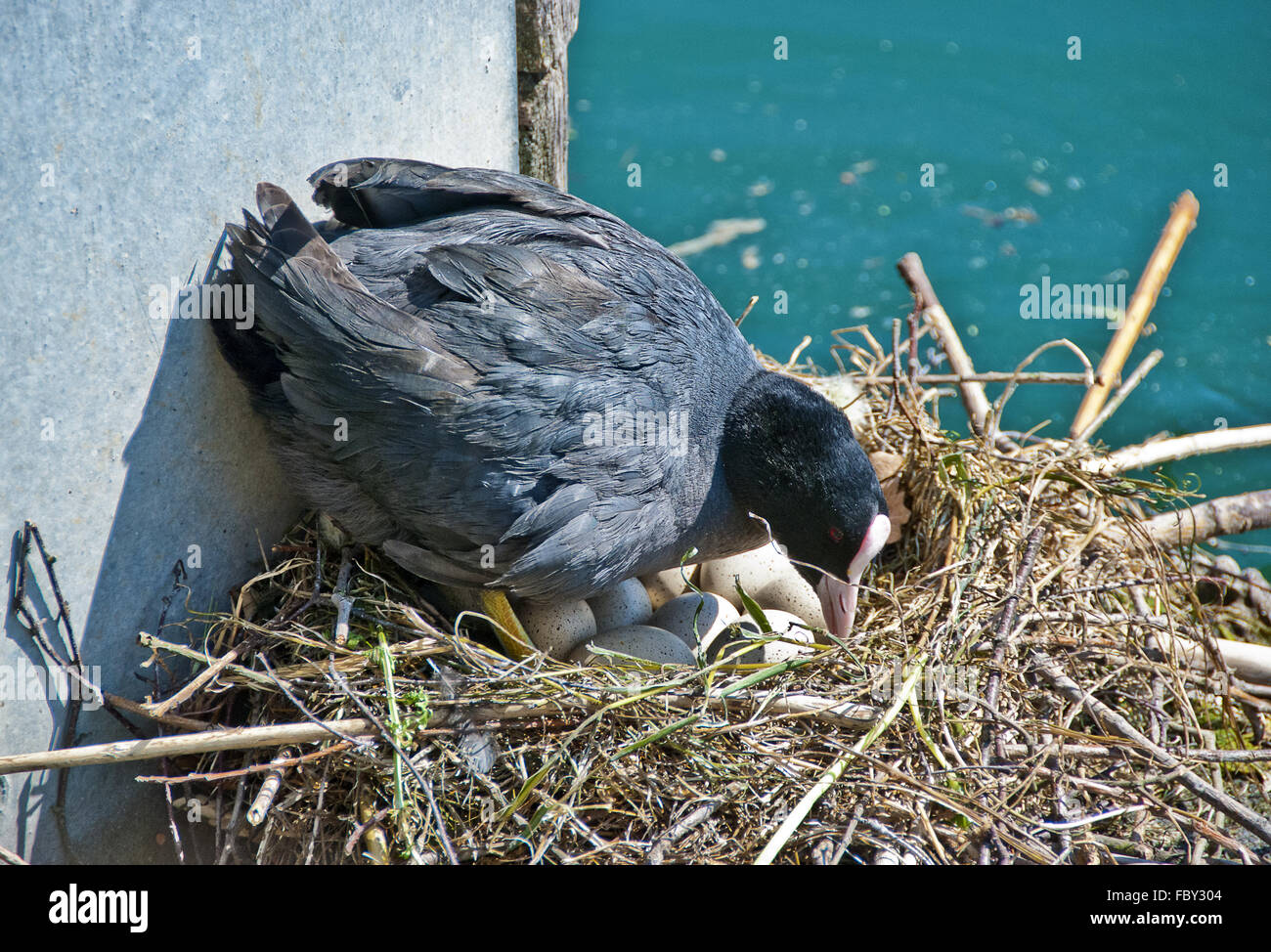 brooding black coot hen on a nest Stock Photo