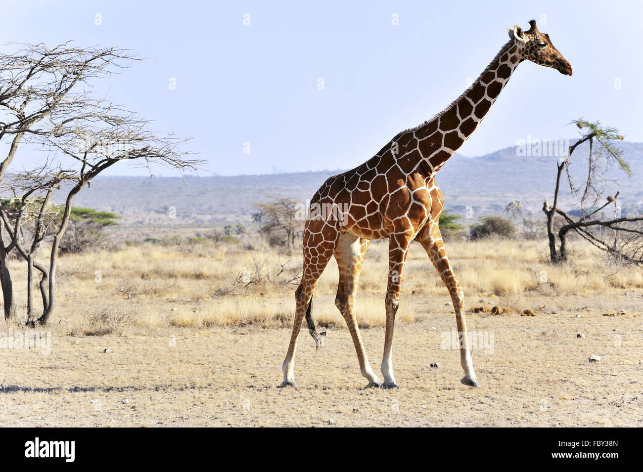 Reticulated Giraffe in Northern Kenya Stock Photo